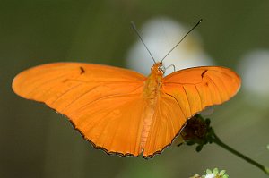 092 2015-01170757 Loxahatchee NWR, FL